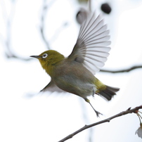 自然　野鳥　花　健康　感動　～～