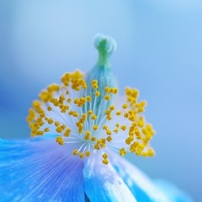 咲くやこの花館