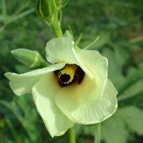 オクラの花