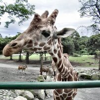 RICOH(リコー)のデジタルカメラCaplio R5 で撮影した写真(画像
