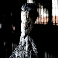 ハシビロコウの写真 画像 写真集 写真共有サイト Photohito