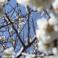ume