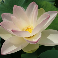花はす公園アルバム