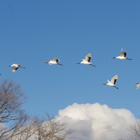 鶴居村の空
