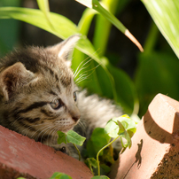 キジトラ猫の写真 画像 写真集 写真共有サイト Photohito