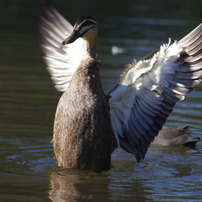 鳥たち