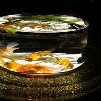 日本橋Art Aquarium 2014