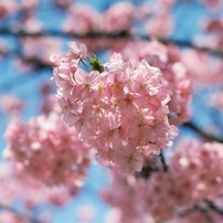 河津桜