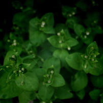 いろいろな植物