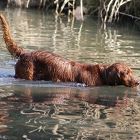 犬の写真 画像 写真集 写真共有サイト Photohito