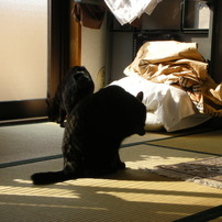 【作例あり】NIKON COOLPIX S8 コンデジ 作例あり】NIKON COOLPIX S8 コンデジ デジタルカメラ