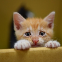 保護子猫　脱走未遂