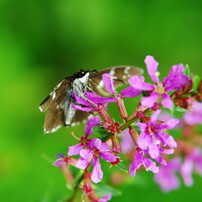 小さな虫達　ダイミョウセセリ？