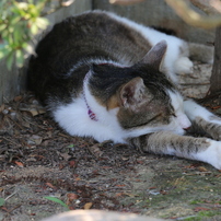 猫寺（御誕生寺）アルバム