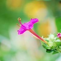 2015夏の花