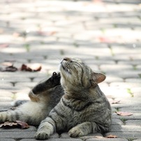 野良猫コレクション