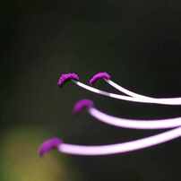 KYOCERA(京セラ)のレンズ Carl Zeiss Makro-Planar T* 60mm F2.8C (MM