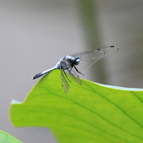 キャノン Canon EOS 7D【作例あり】 EOS 7D Mark IIで撮影された写真 | 写真検索 | GANREF