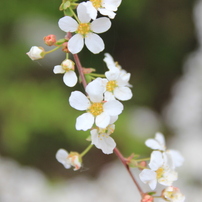 桜（サクラ）