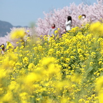 早咲きの桜