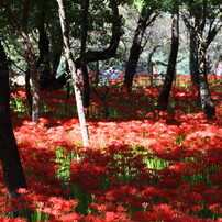 彼岸花巡り2015。。。