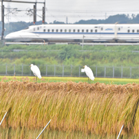 鳥たち