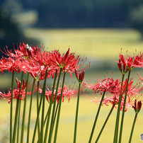 みちのく花魁2015 - Ⅶ