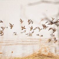 Flight of water birds : 水鳥たちの飛翔