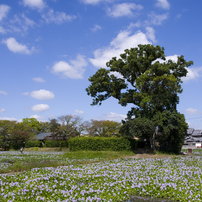 布袋葵　本薬師寺跡