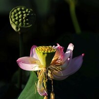 The flower which tells a summer end : 花終