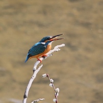 カワセミ、束の間捕食