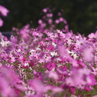 Splash Pink