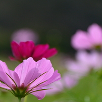 巾着田のコスモスと蕎麦の花