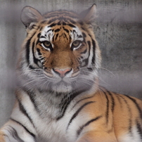 宇都宮動物園