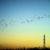 夕暮れと 鷺と