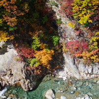  Red leaves of autumn