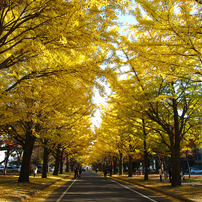 四季の北海道大学