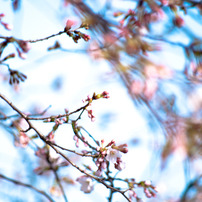 2010年桜