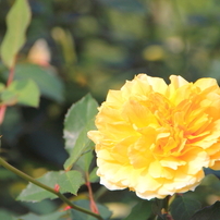 新宿御苑の秋薔薇