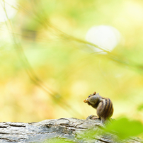 シマリスの写真(画像)・写真集 - 写真共有サイト:PHOTOHITO