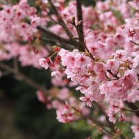 濃い(恋)色桜