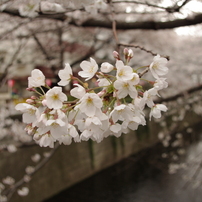 花見歩き～目黒川編～