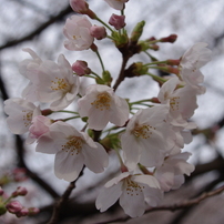 花見歩き～隅田川編～