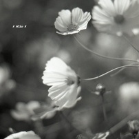 コスモス＊monochrome