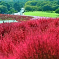 国定ひたち海浜公園2