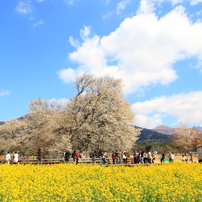 大桜