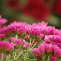 濃桃の菊