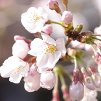 花見歩き～新宿御苑編～