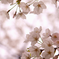 淡彩の花舞