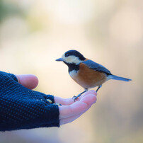 *愛しの野鳥さん*